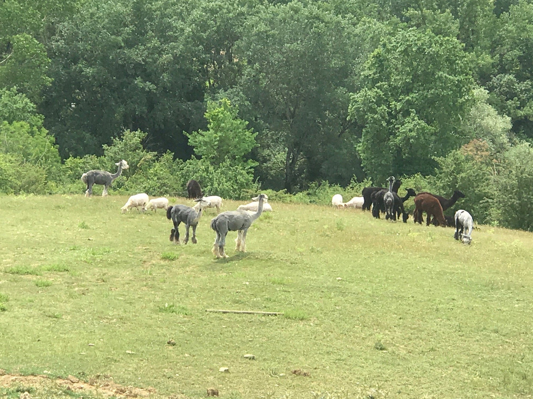 La Valle degli Alpaca Farm景点图片