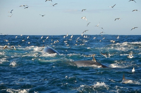 Timm Blue Ocean Safaris-索德瓦纳必去景点