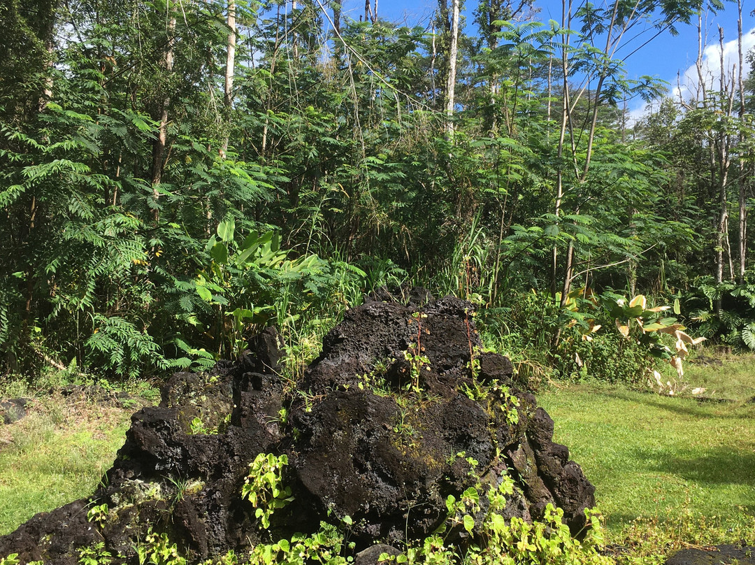 州立熔岩树公园-帕霍亚必去景点