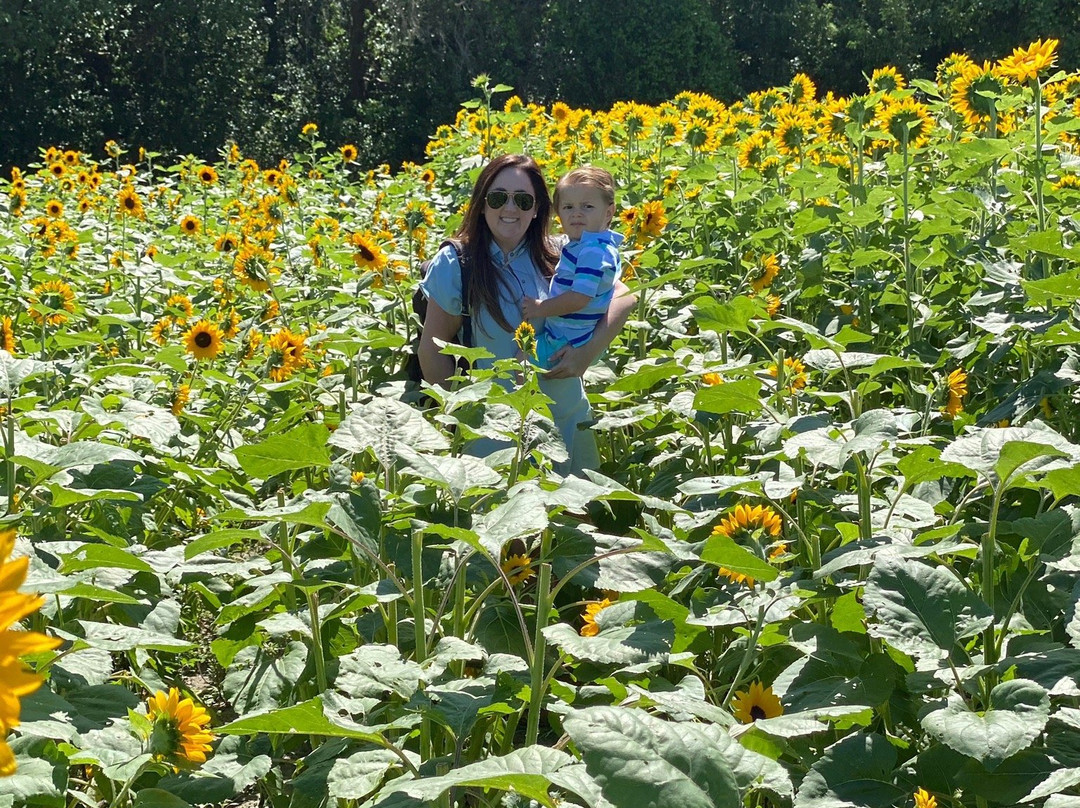 Sweetfields Farm景点图片