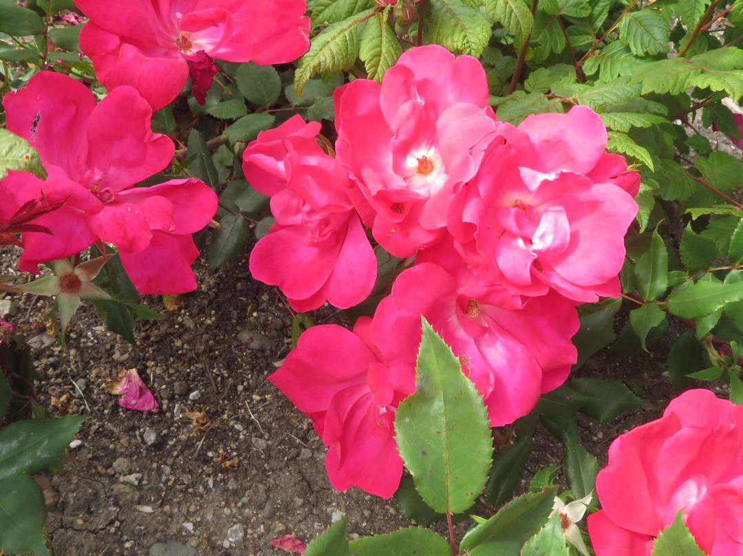 Cardoza Park-米尔皮塔斯必去景点