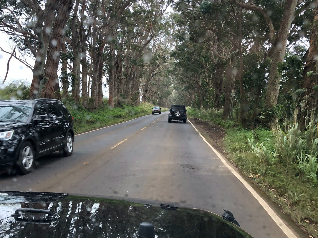 Tree Tunnel-可洛亚必去景点