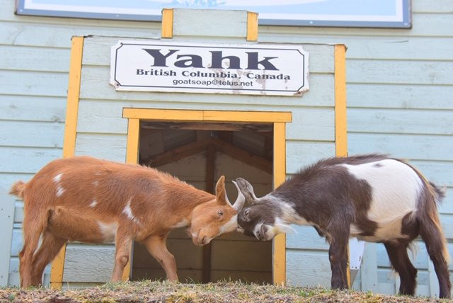 Yahk Soap & Candle Co-Yahk必去景点