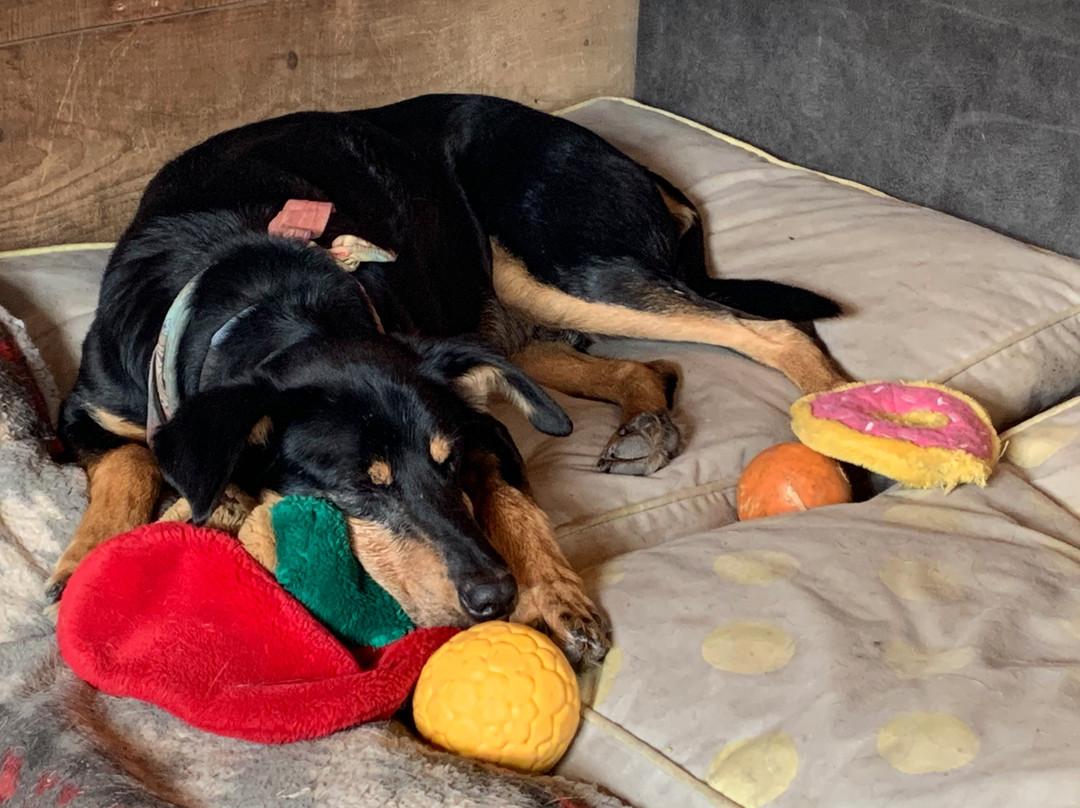 Eden Dogsledding-Eden Mills必去景点