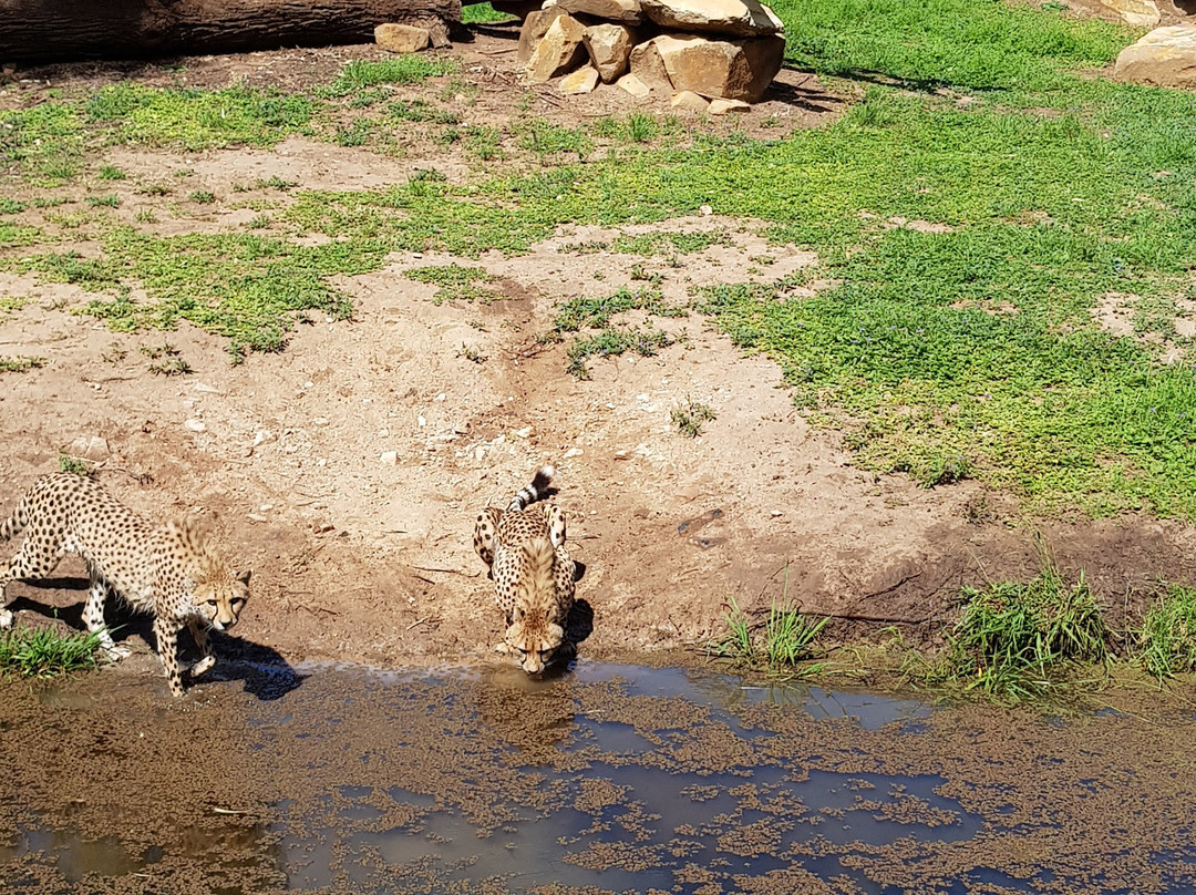 Taronga Western Plains Zoo景点图片
