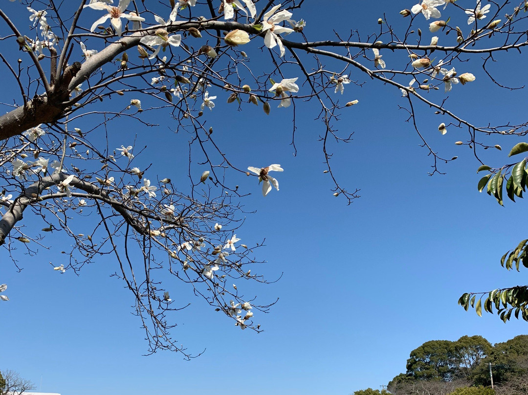 KatsuMori Park景点图片