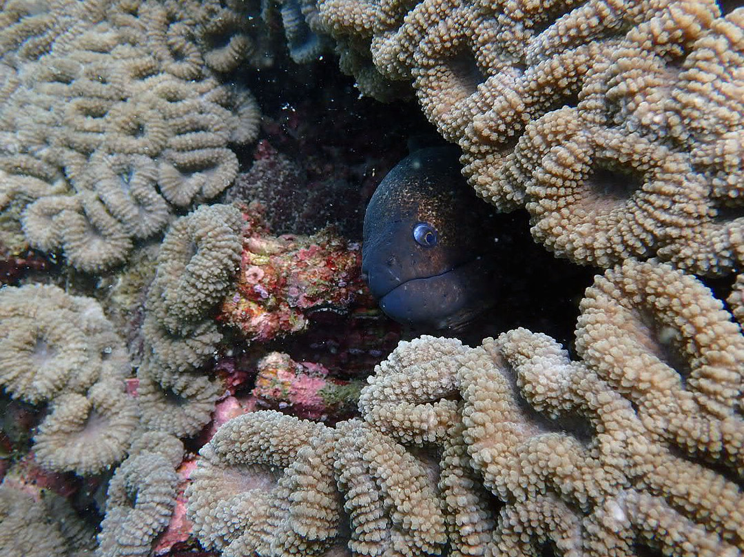 皮皮岛浮潜-大皮皮岛必去景点