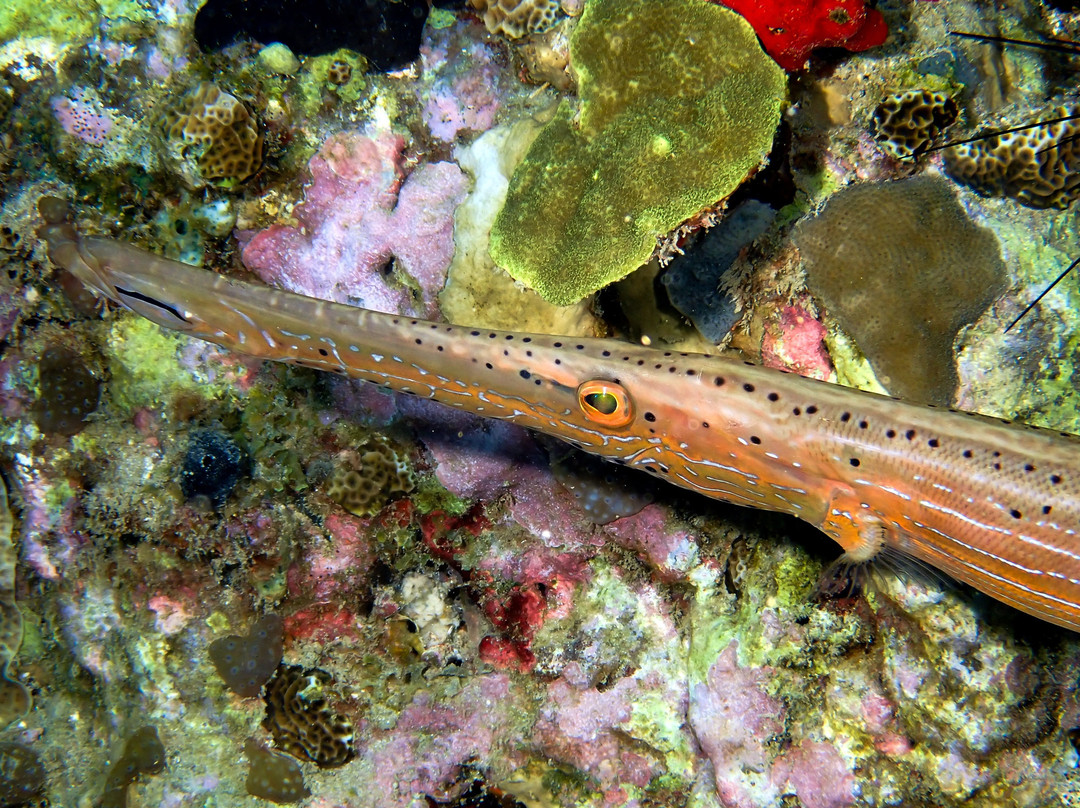 La Dive Bouteille - Plongees des Saintes-Terre-de-Haut必去景点