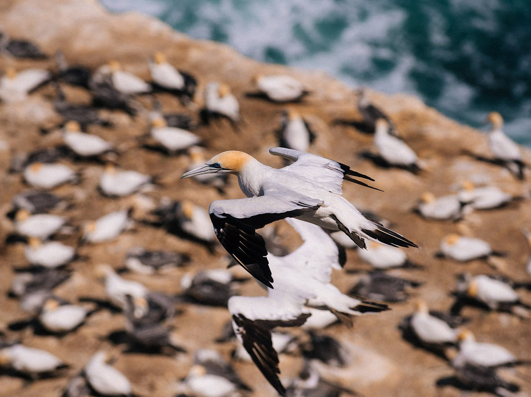 Gannet Colony-Clifton必去景点
