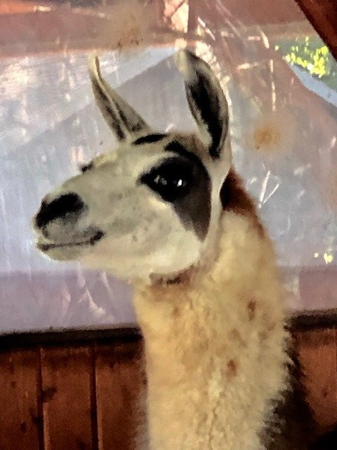 Tierpark Eilenburg景点图片