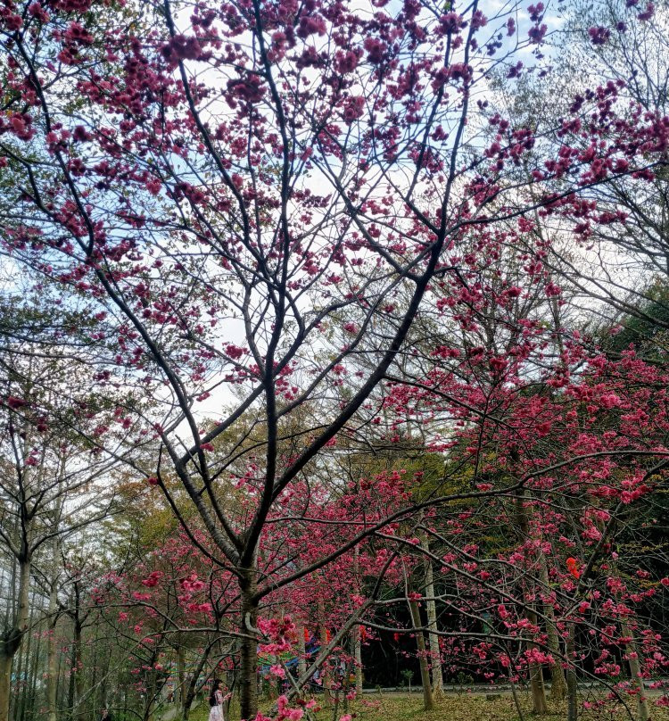 田野绿世界-佛冈县必去景点