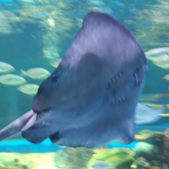 Golden Hall Mall-Chalandri必去景点