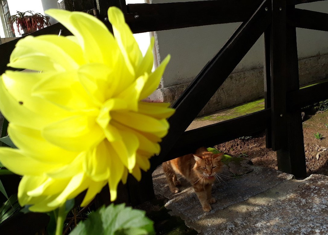 Floresta Nacional de Passa Quatro-Passa Quatro必去景点