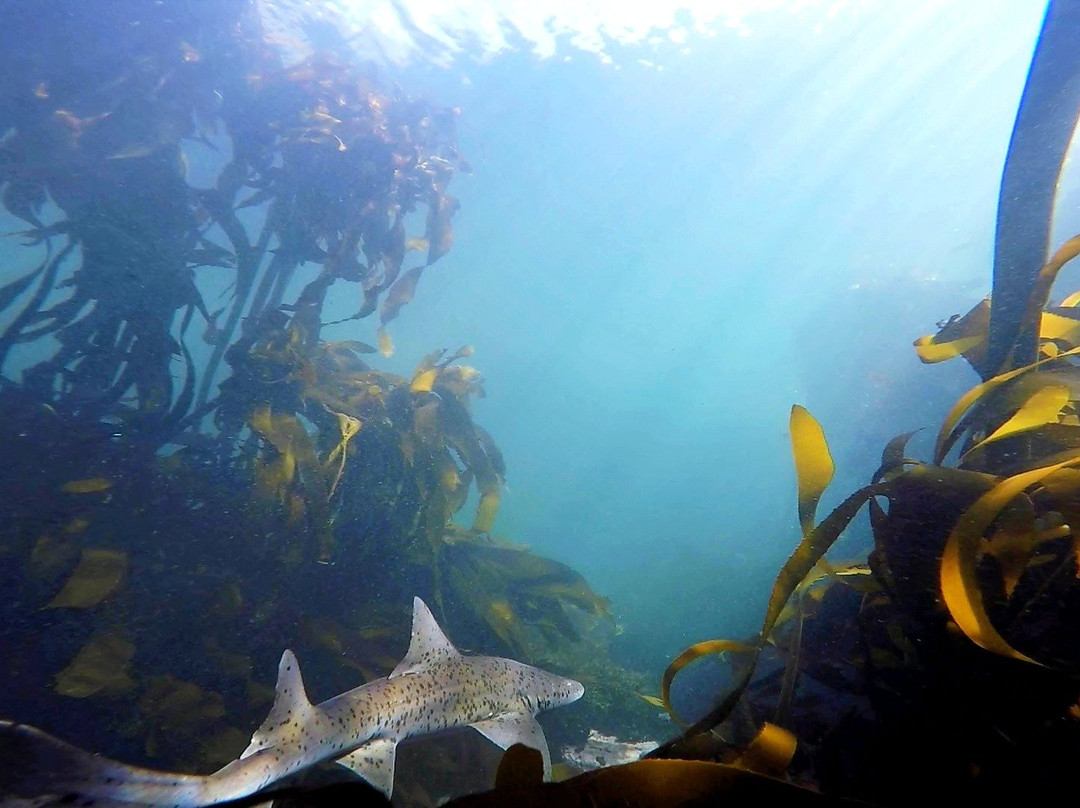 Cape RADD-开普敦必去景点