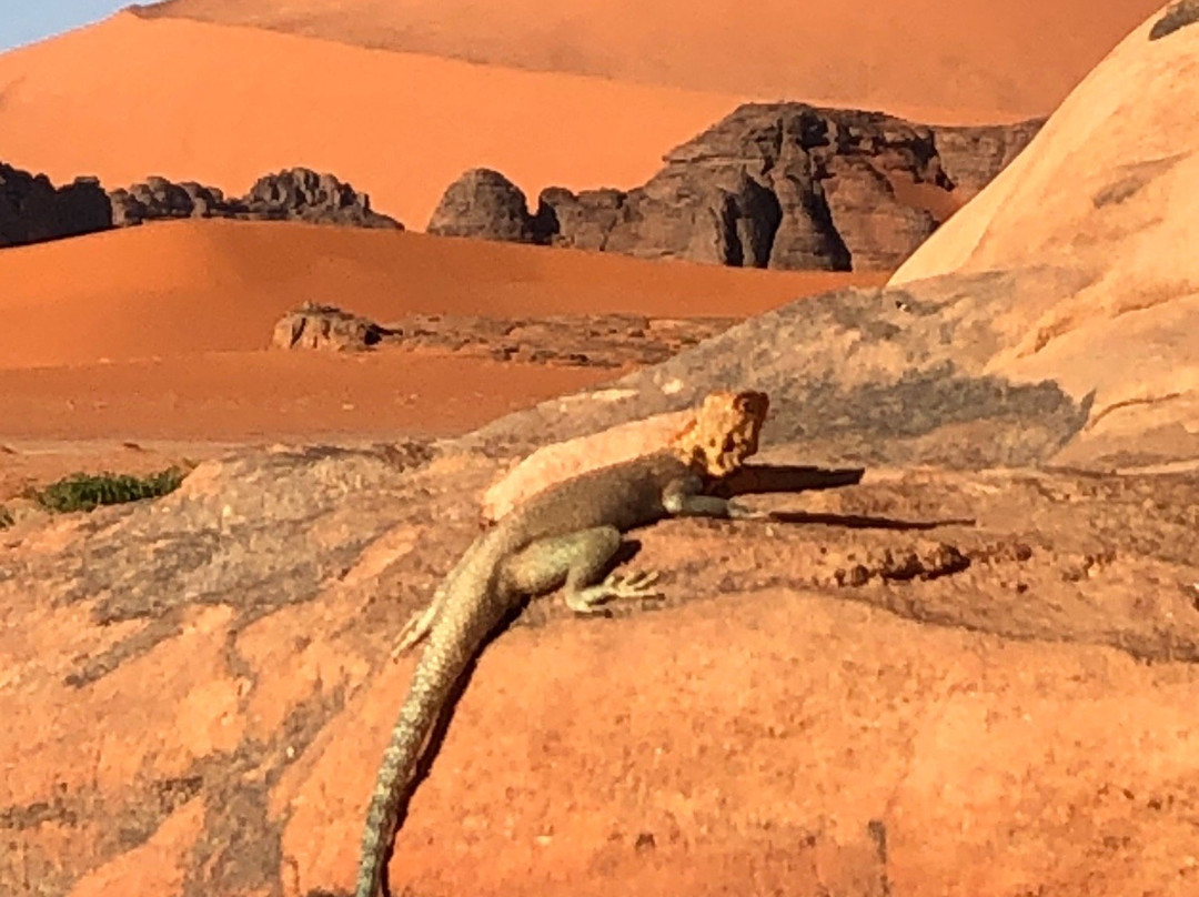 Algerian Sahara-Illizi必去景点