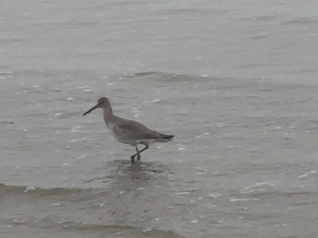 Michael J. Ellis Beach & Seawall-科珀斯克里斯蒂市必去景点