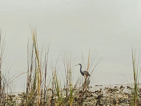 Heritage Shores Nature Preserve-美特尔海滩必去景点