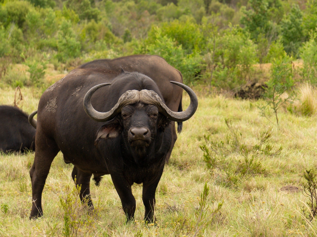 Plettenberg Bay Game Reserve-普利登堡湾必去景点
