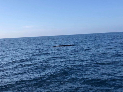 Ocean Explorers-美蕊沙必去景点