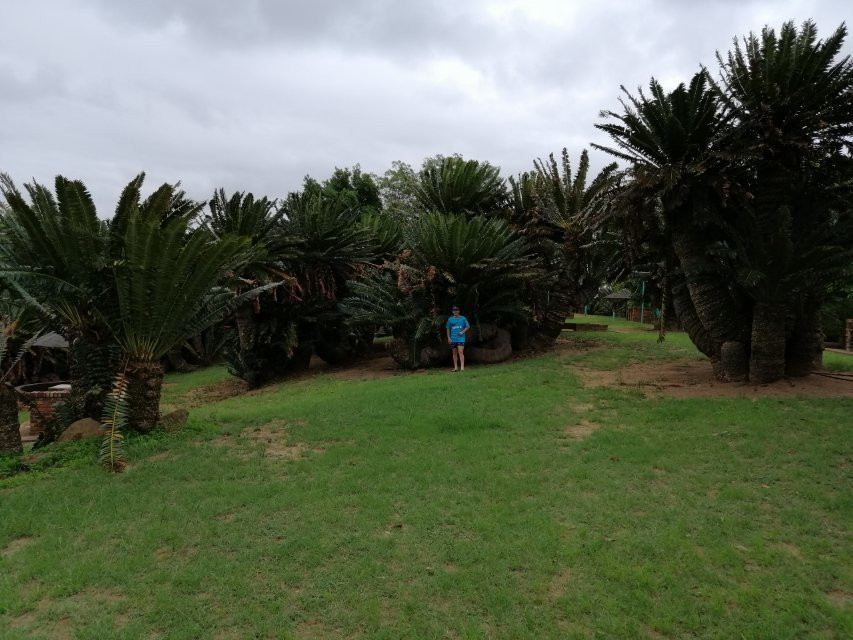 Modjadji Nature Reserve-Duiwelskloof必去景点