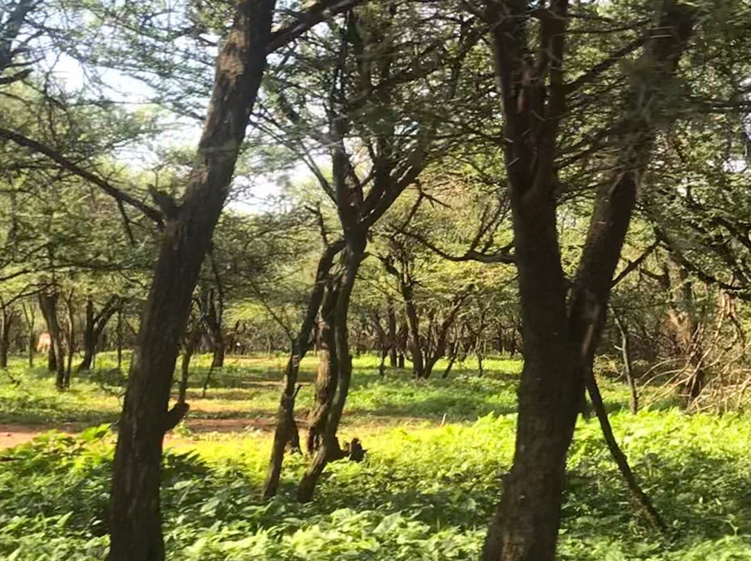 Gaborone Game Reserve-嘉伯隆里必去景点