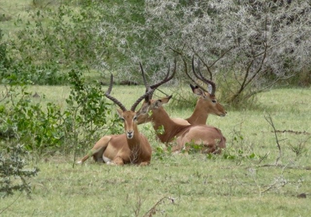 Mtaani Adventures-乞力马扎罗山国家公园必去景点