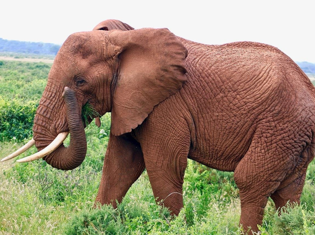 Sarah Karanja-内罗毕必去景点