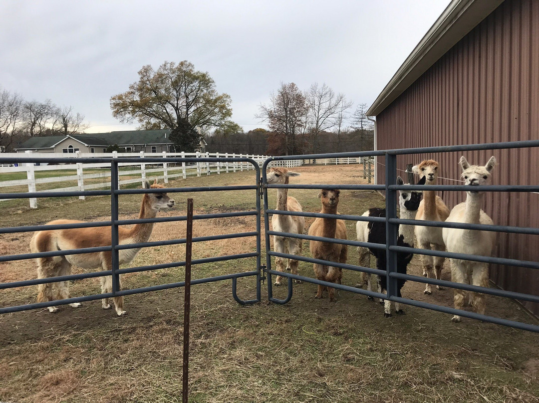Hill Billy Hills Alpaca Farm-纽瓦克必去景点