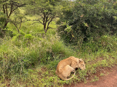 Safarilinks Africa-内罗毕必去景点