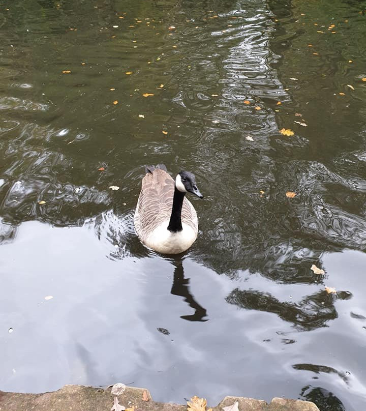Frimley Lodge Park景点图片