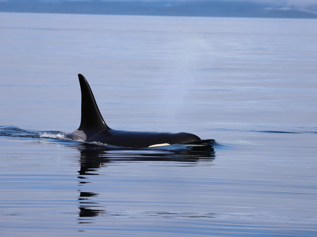 Mackay Whale Watching-Port McNeill必去景点
