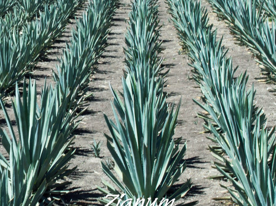 Tour Zignum-Tlacolula必去景点