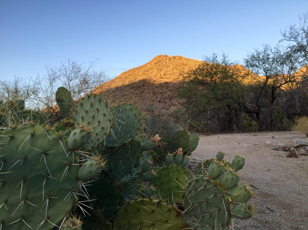 Wild Burro Trail