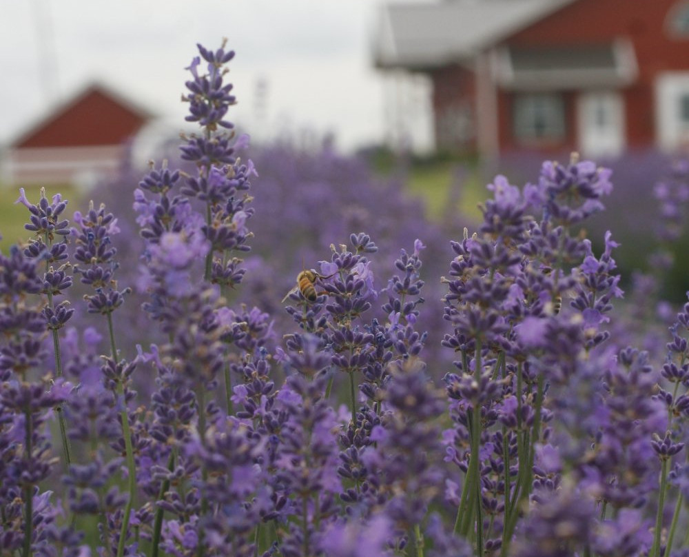 New Life Lavender & Cherry Farm景点图片