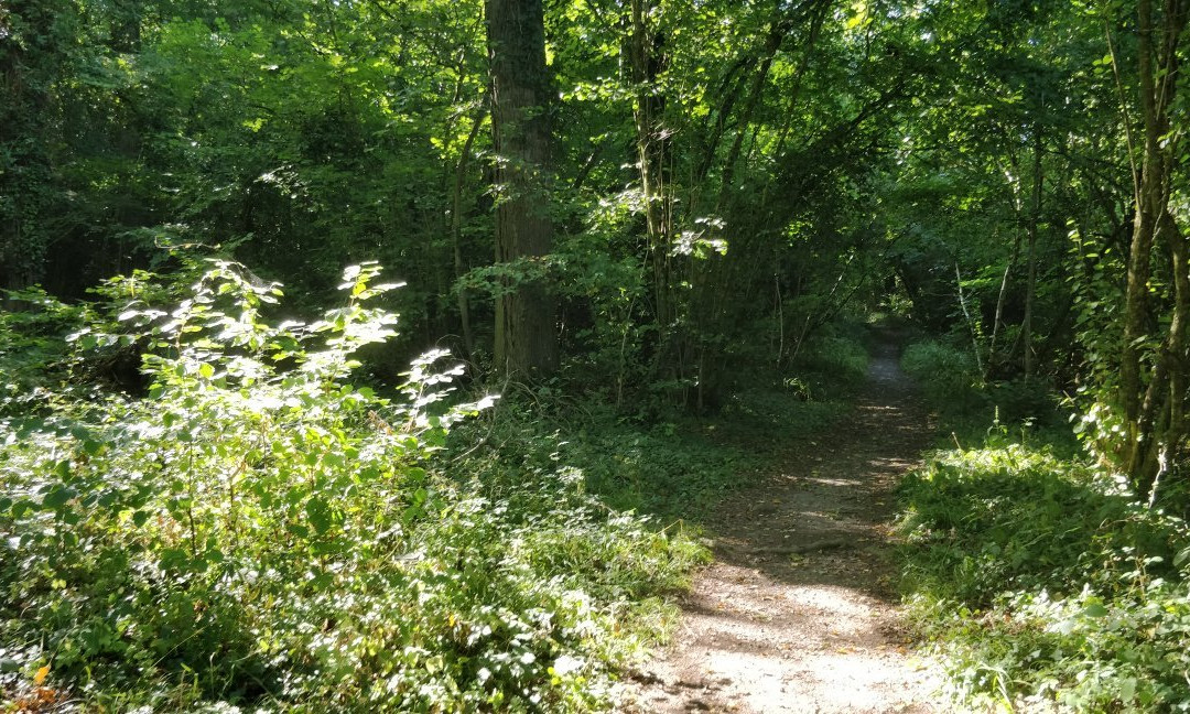 RSPB Swell Wood Nature Reserve-汤顿必去景点