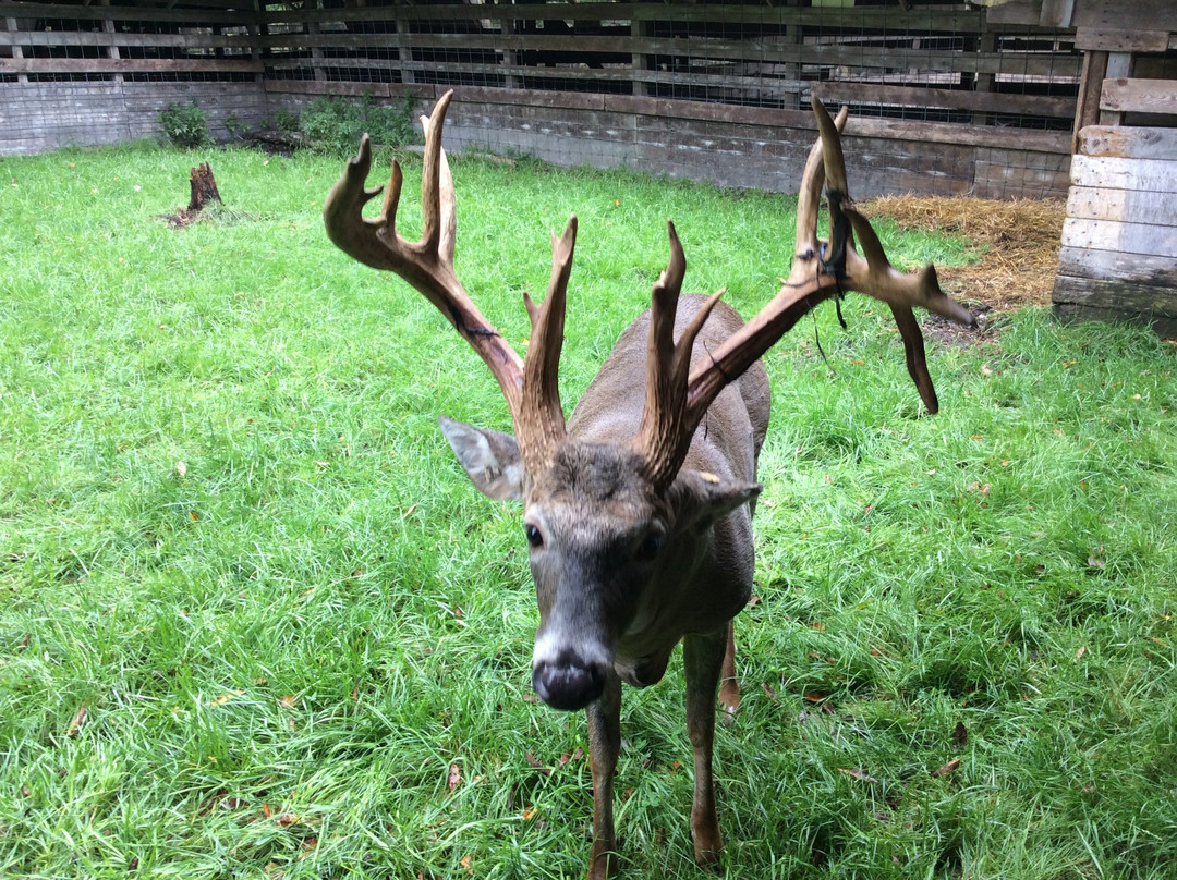 Double Diamond Deer Ranch景点图片