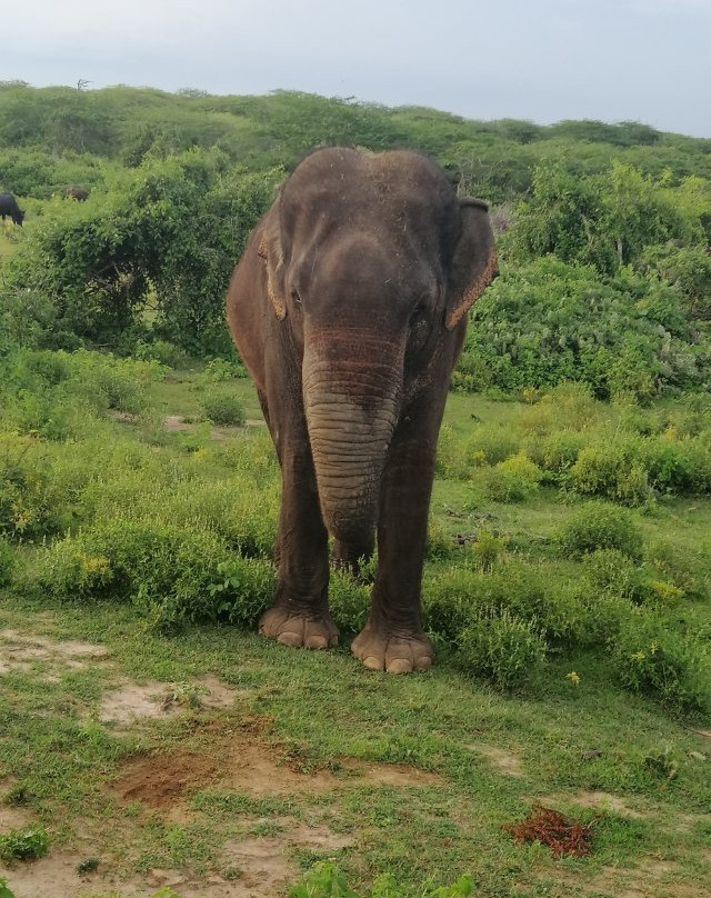 Kamal Safari Bundala Park-Hambantota必去景点