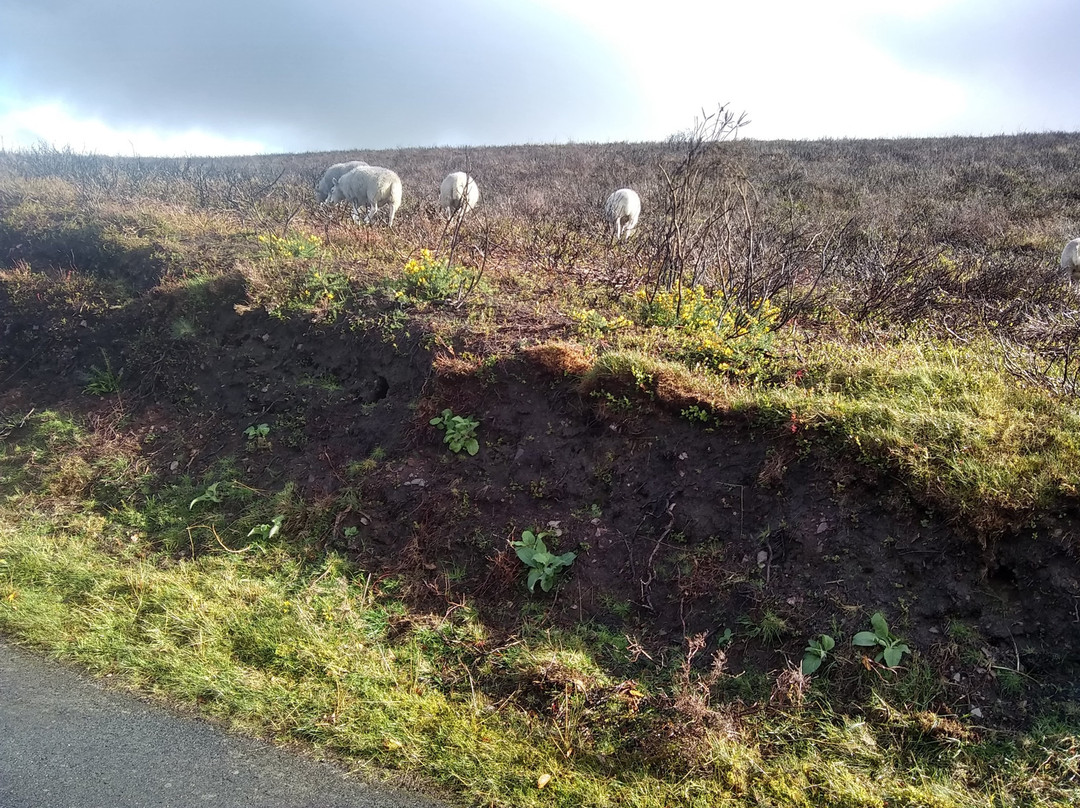 Porlock Scenic Toll Road景点图片