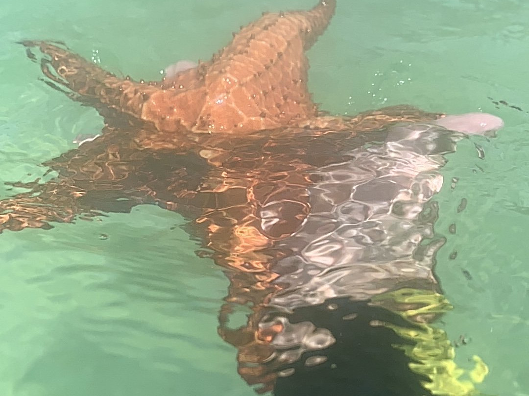 Starfish Point-大开曼岛必去景点