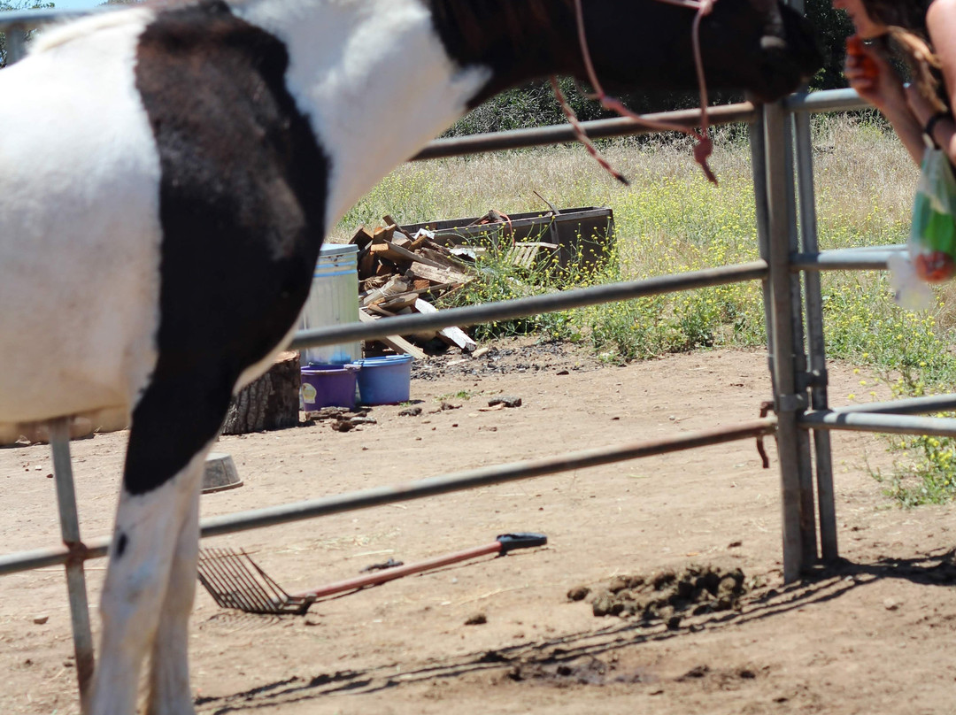 American Legend Mustang-奥海必去景点