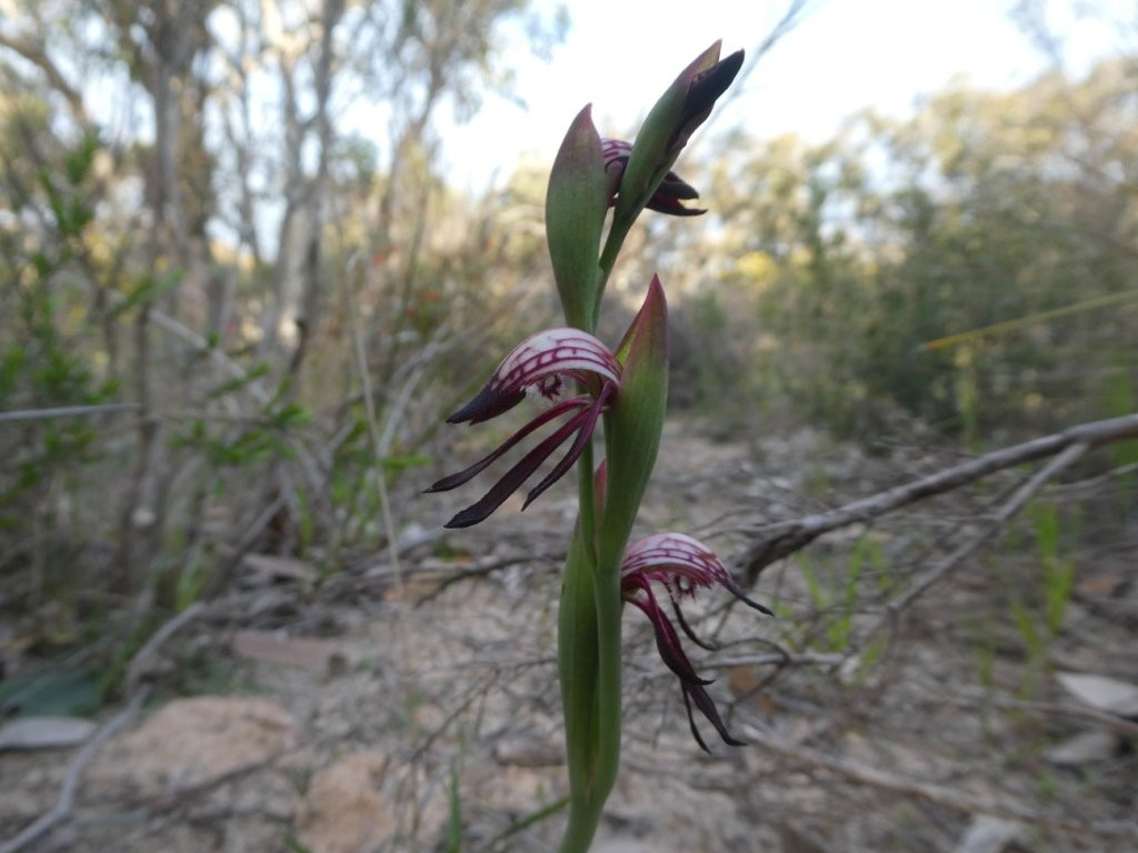 Aldinga Scrub Conservation Park景点图片