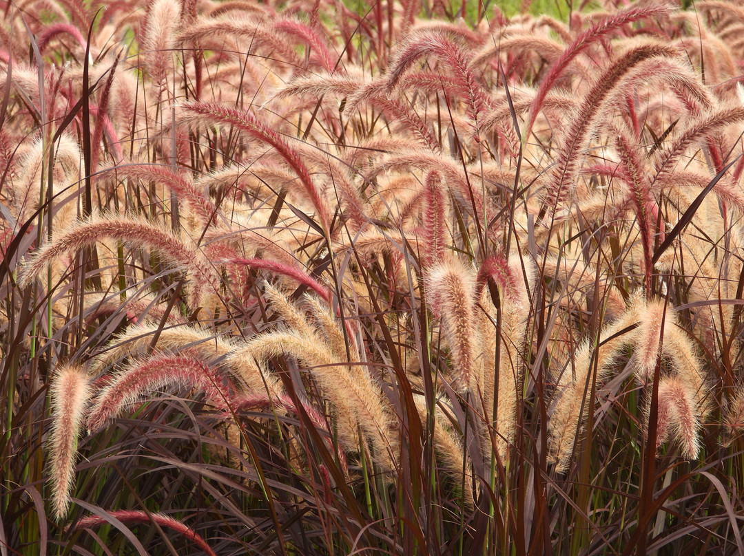 Bunter Garten景点图片