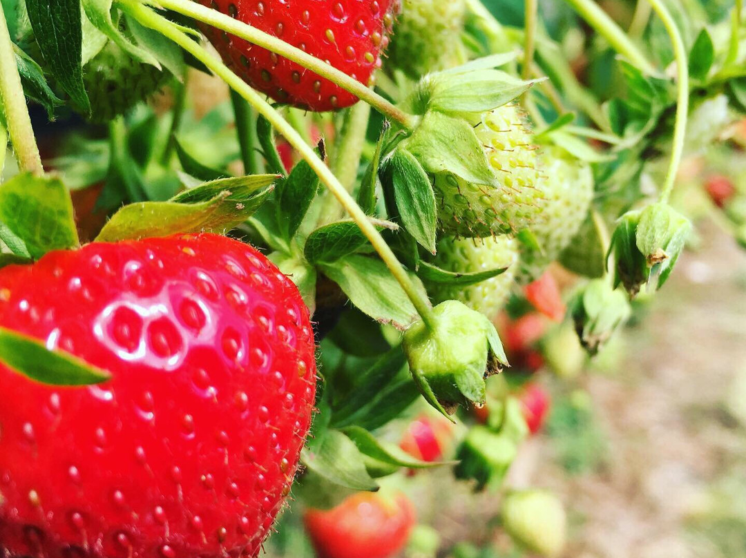 Lotmead Farm-斯温顿必去景点