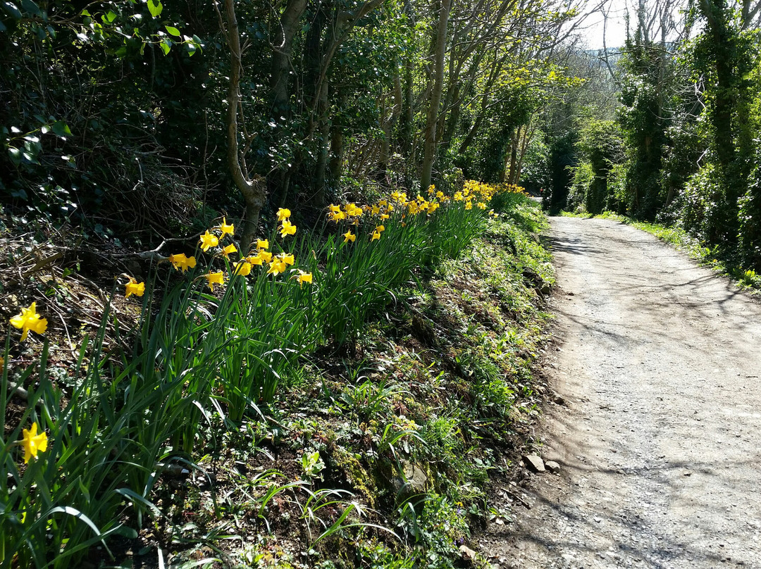 Chaine's Wood