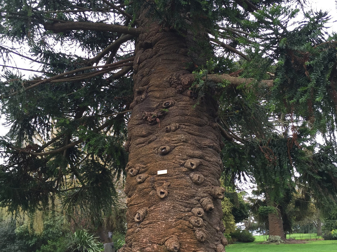 Colac Botanic Gardens-科拉克必去景点
