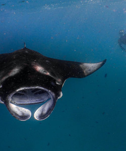 Hanifaru Bay Marine Protected Area景点门票图片