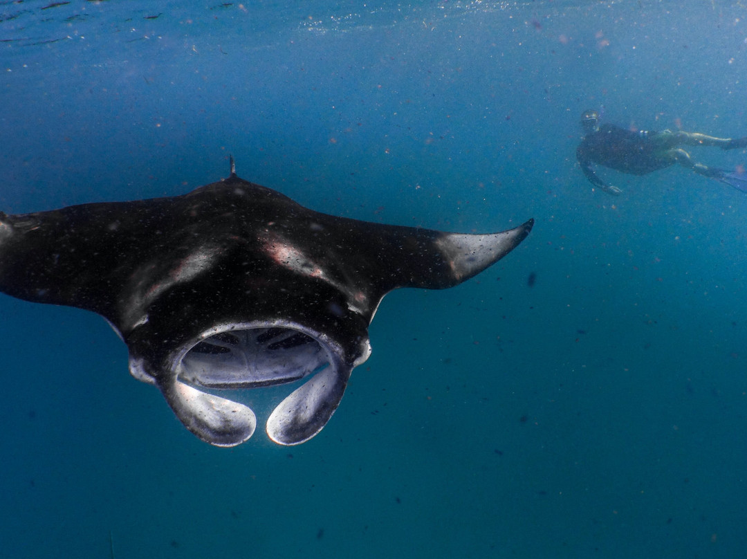 Hanifaru Bay Marine Protected Area