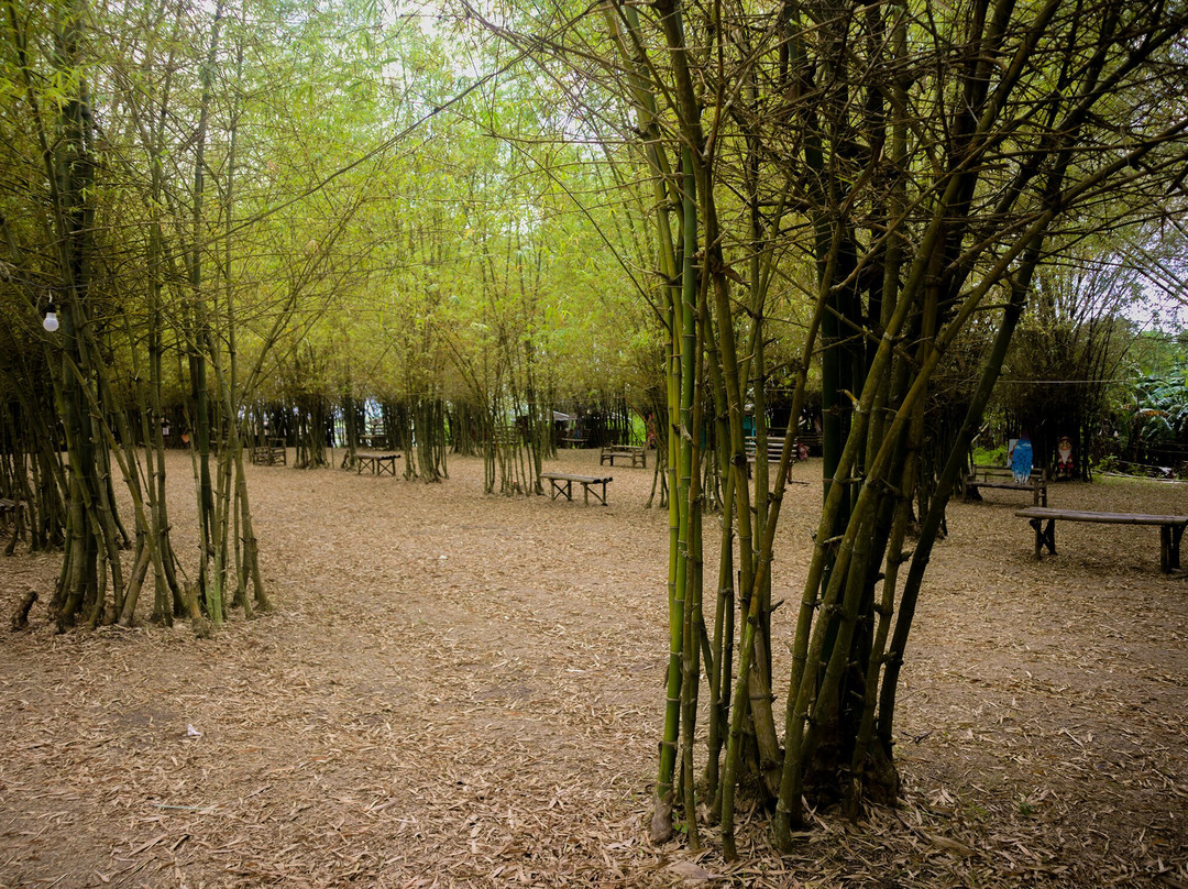 Bamboo Forest景点图片