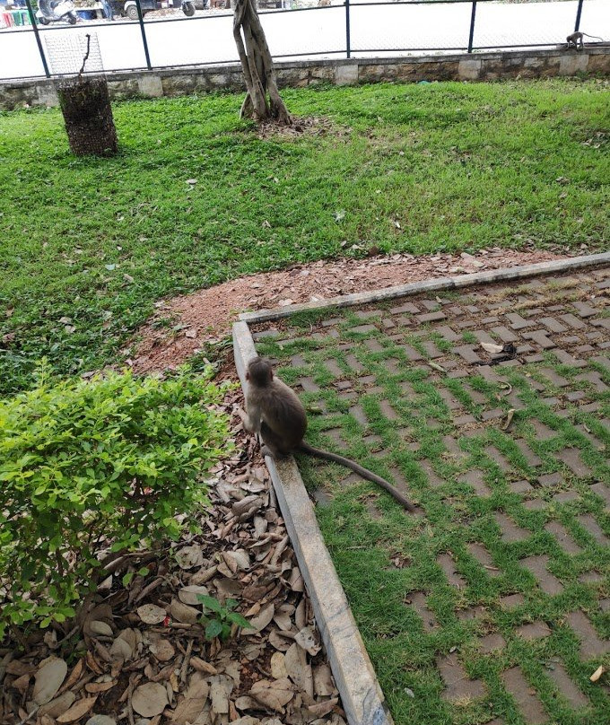 Big Banyan Tree-班加罗尔必去景点