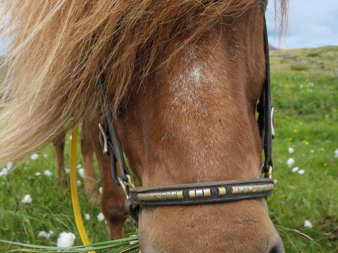 Laxnes Horse Farm-莫斯费德斯拜尔必去景点